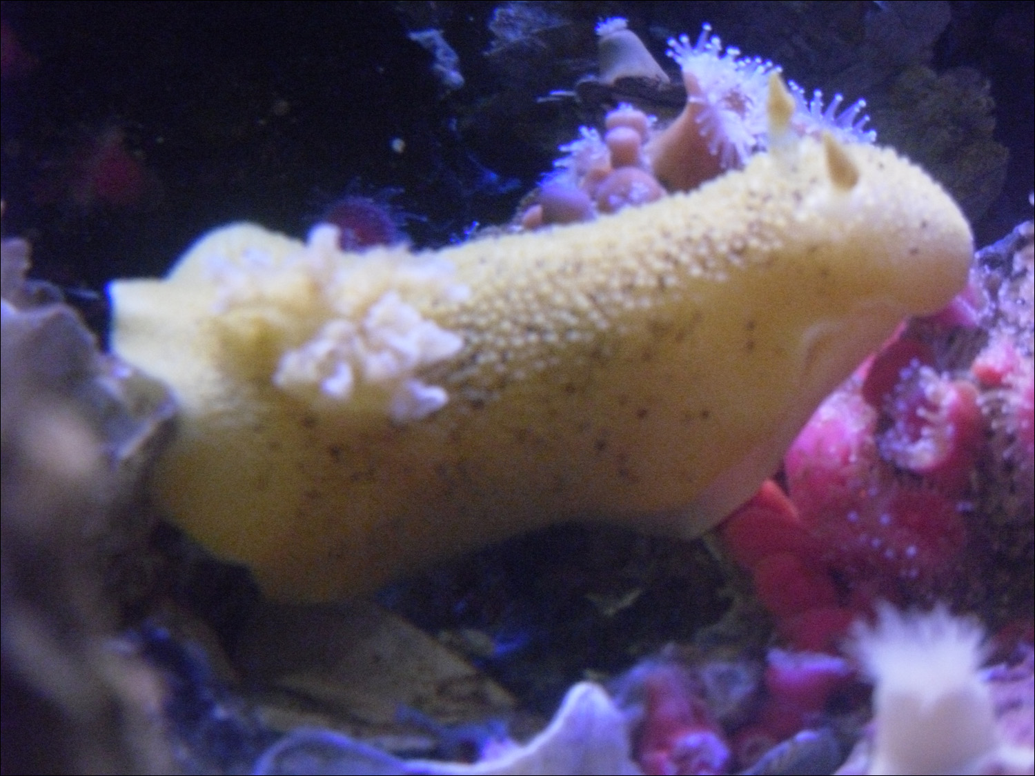 Newport, OR- Oregon Coast Aquarium-sea cucumber
